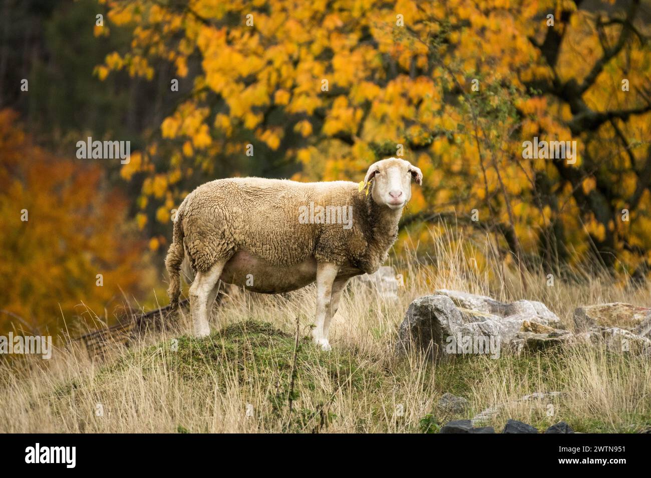One Sheep Autumn Pasture Side View Sheep Grassland Countryside Sheep look at Camera Domesticated Animal on Grassy Farm Scenery Autumnal Coloring Tree Stock Photo