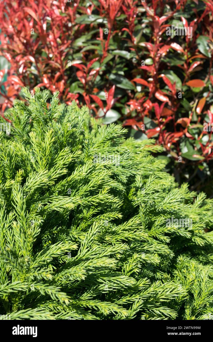 Cryptomeria japonica 'Globosa Nana' Japanese cedar Green Foliage Cryptomeria Red-Tipped Photinia Spring,Photinia x fraseri 'Carre Rouge' Red Leaves Stock Photo