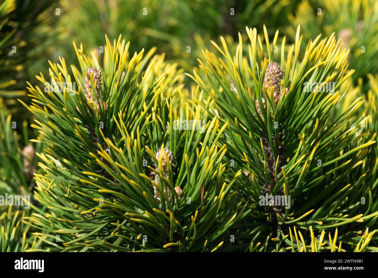 Pinus Needles Pinus mugo 'Carstens Wintergold' Conifer,Mountain Pine Foliage Spring Mugo pine Plant Needled,Coniferous Early spring Pinus mugo Pine Stock Photo