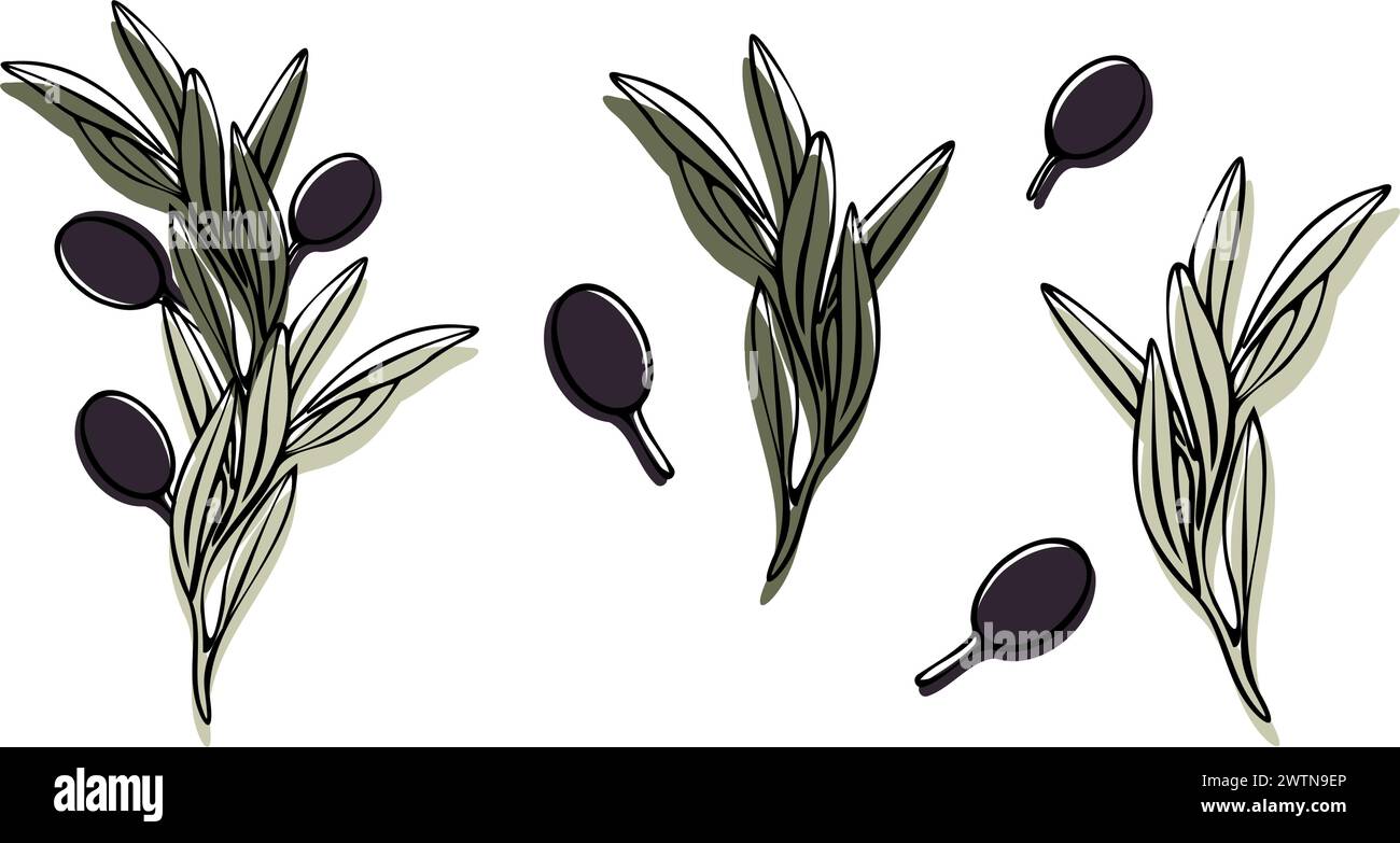 Vector olive tree branch with leaves and olives fruit. Hand painted ...