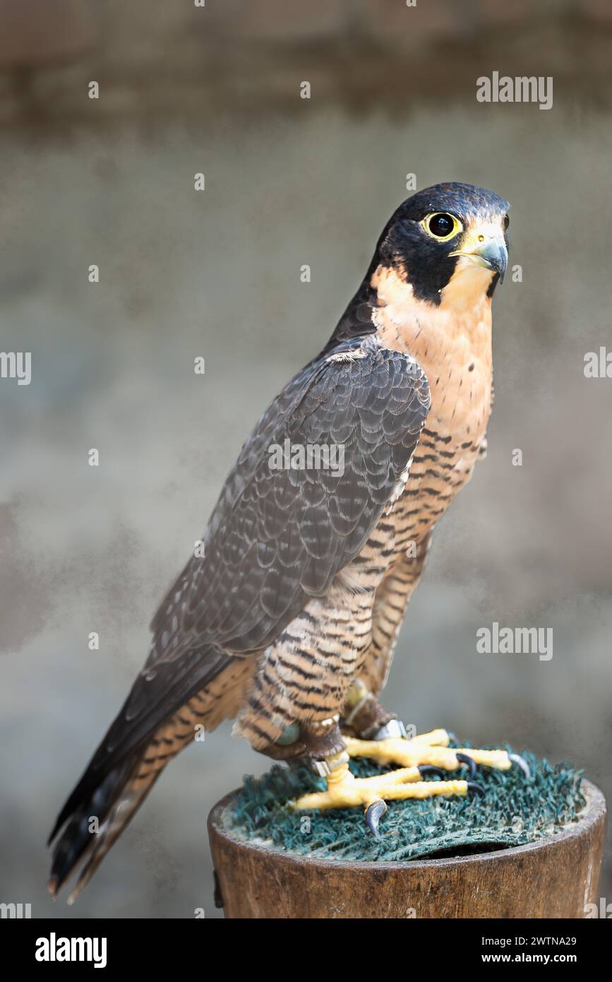 First hunter hi-res stock photography and images - Alamy