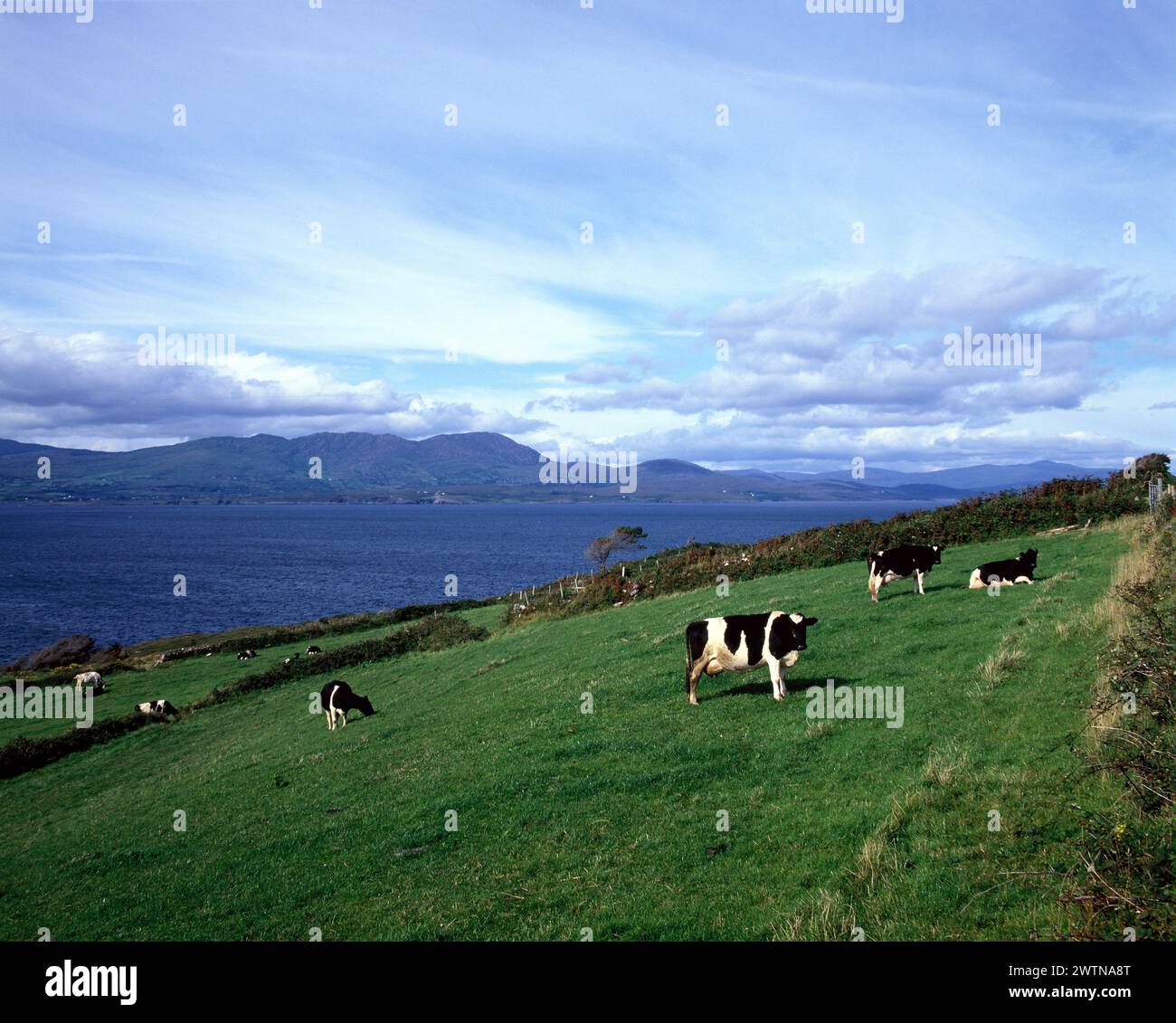 Ireland. County Cork. Bantry Bay. Holstein Friesian cows in field. Stock Photo