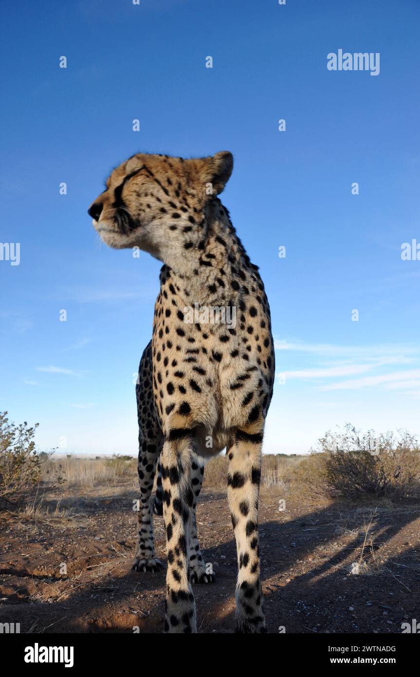 Gepard in der namibischen Kalahari. Rund 3000 Geparde leben im Land. Damit beherbergt Namibia rund ein Drittel der weltweiten Geparden-Population. A J Stock Photo