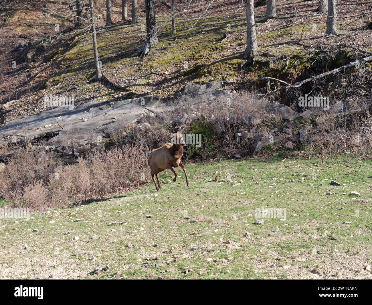 Strafford, Missouri March 12 Wild Animal Safari Springfield, MO Stock Photo Alamy