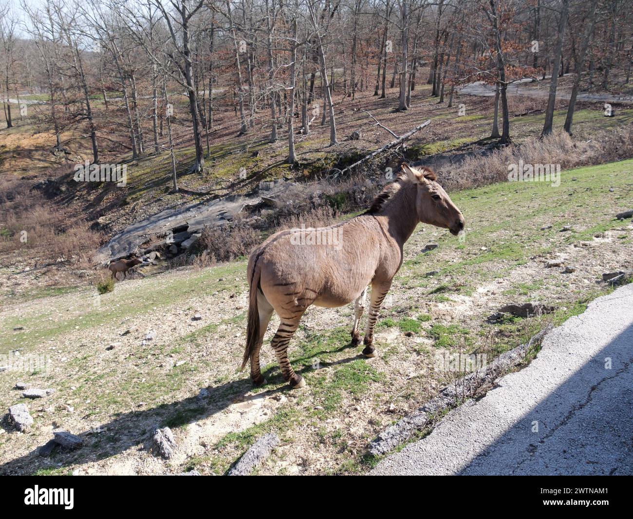 Strafford, Missouri March 12 Wild Animal Safari Springfield, MO Stock Photo Alamy