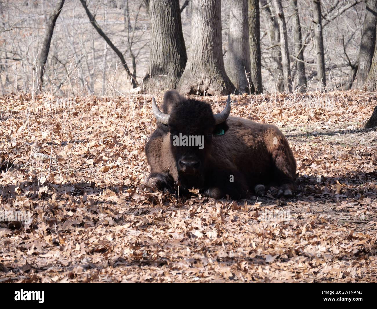 Strafford, Missouri - March 12: Wild Animal Safari Springfield, MO ...