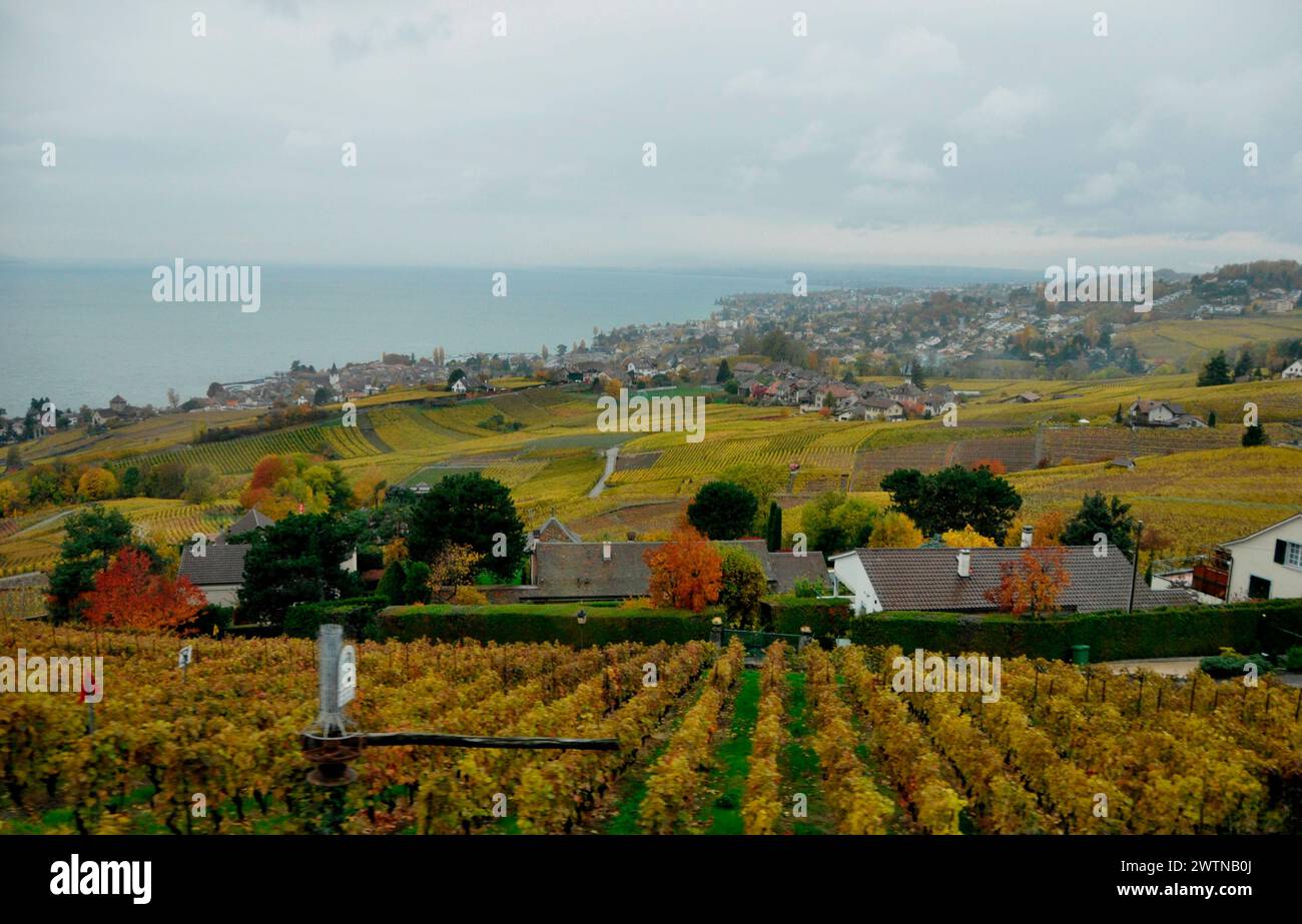 Switzerland: Colourful World Heritage Lavaux with the the wine yards at Lake Geneva Stock Photo