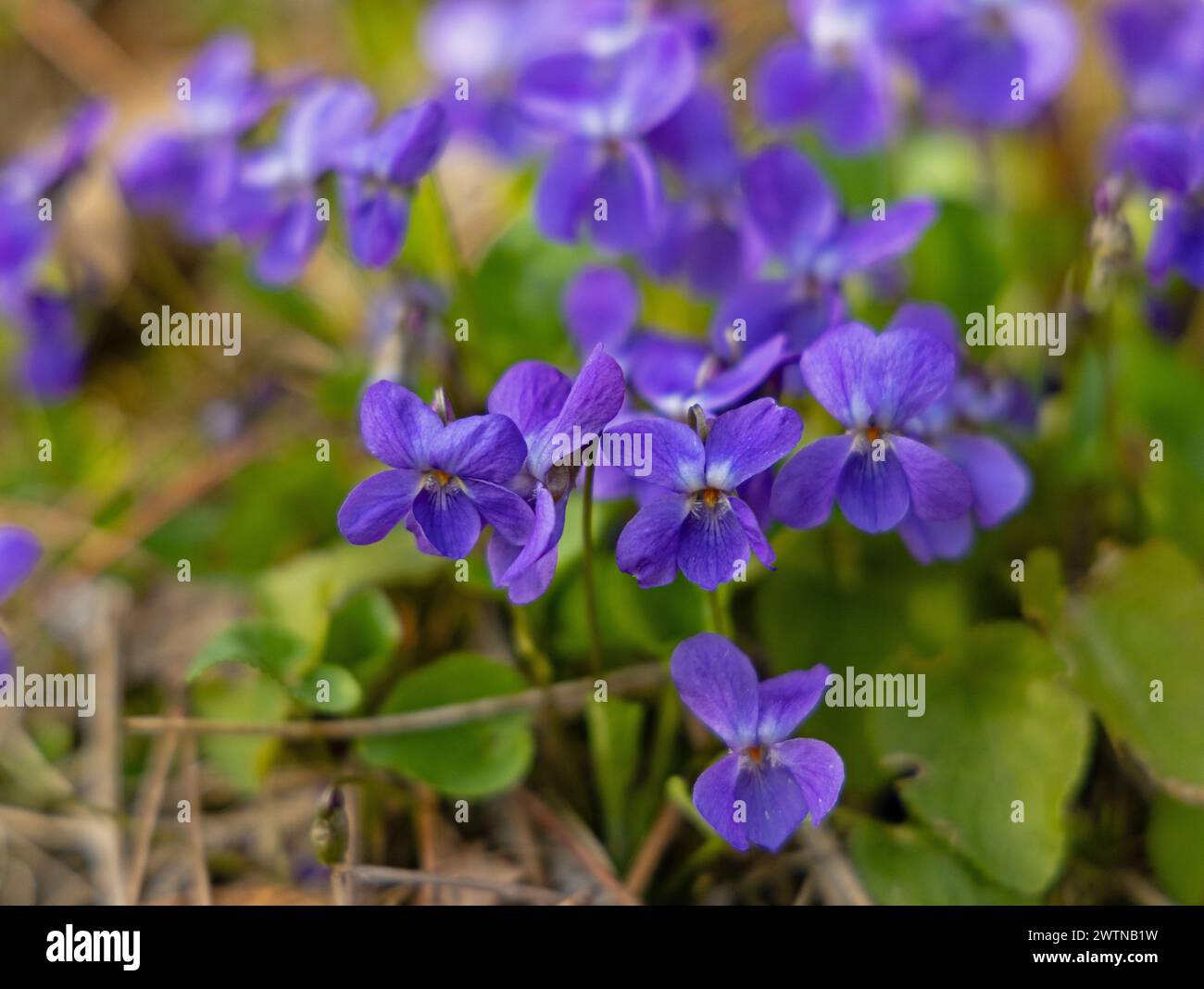 beautiful violet flowers in a forest Stock Photo