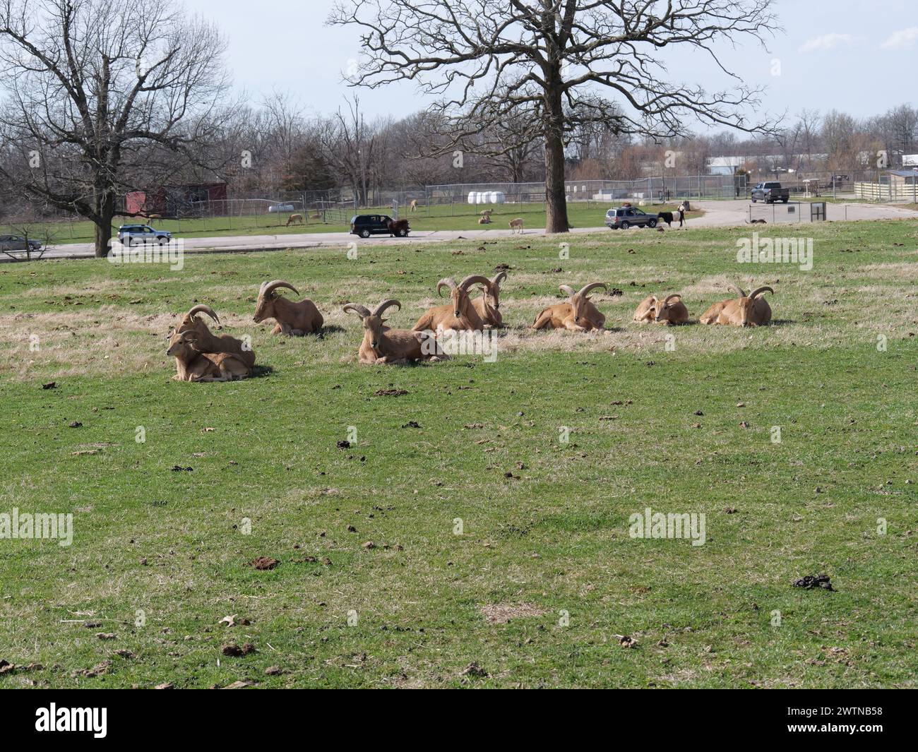 Strafford, Missouri March 12 Wild Animal Safari Springfield, MO Stock Photo Alamy
