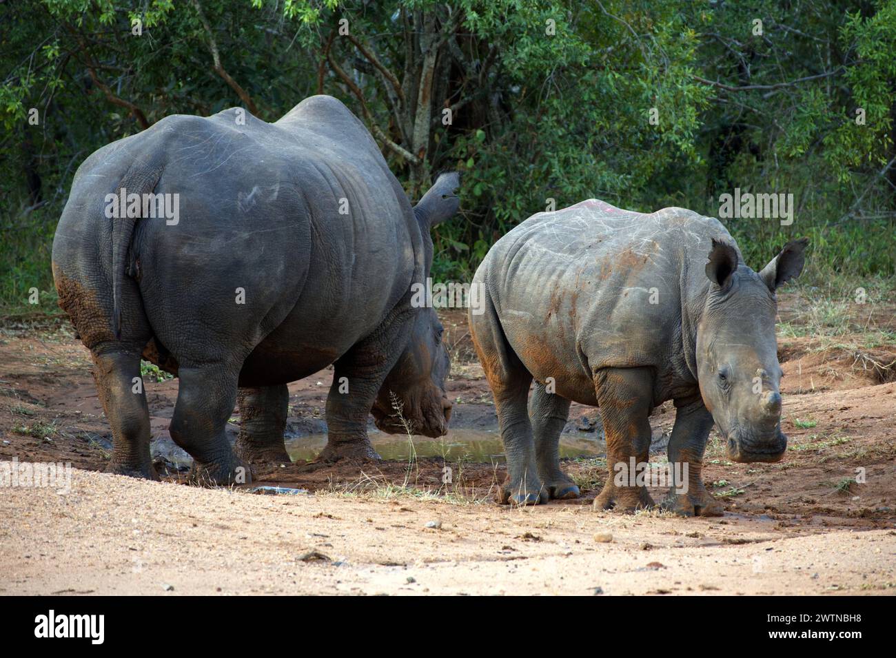 Rhinos seen while on Safari in Karongwe Game Reserve, South Africa Stock Photo