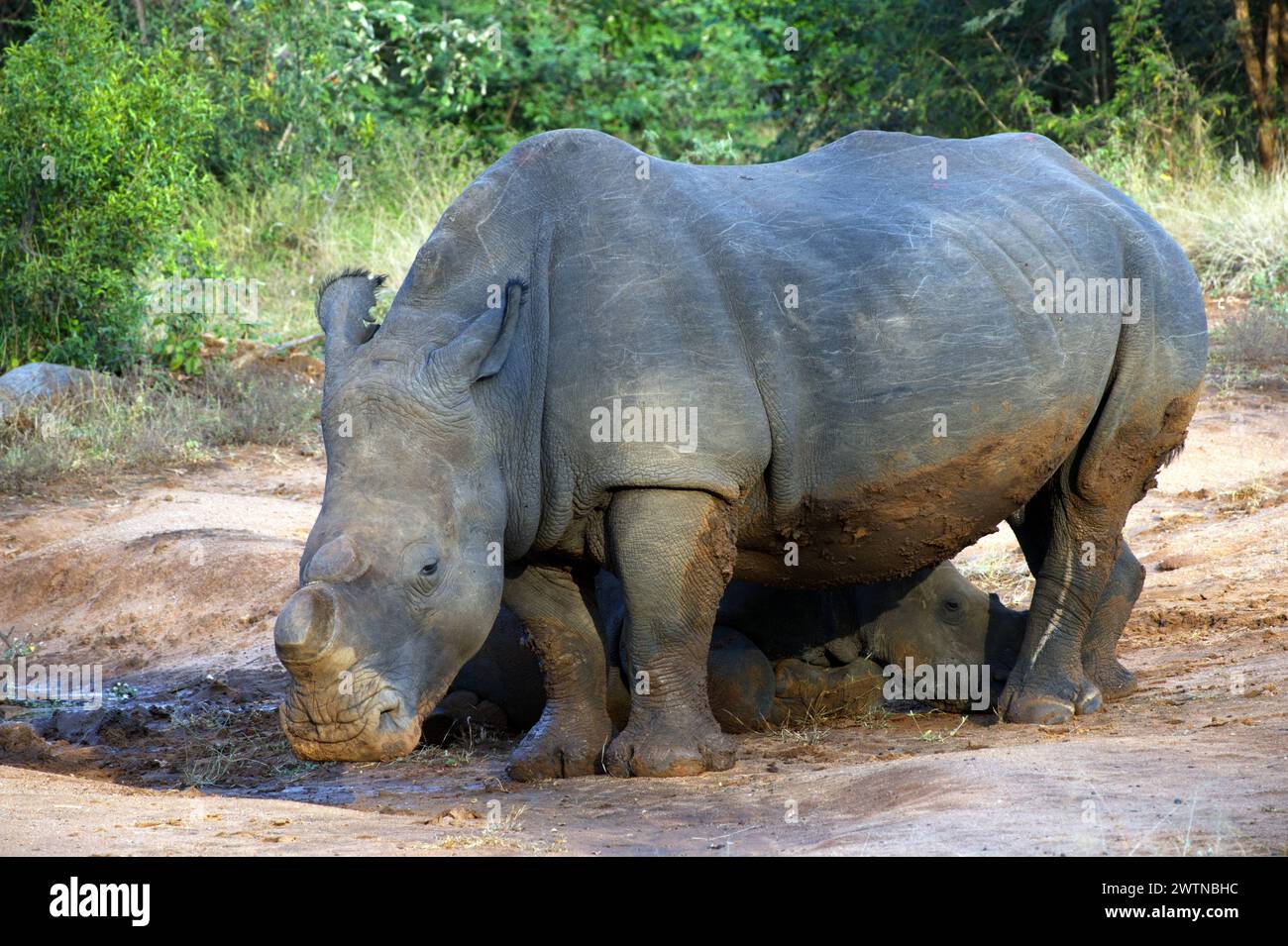 Rhino seen while on Safari in Karongwe Game Reserve, South Africa Stock Photo