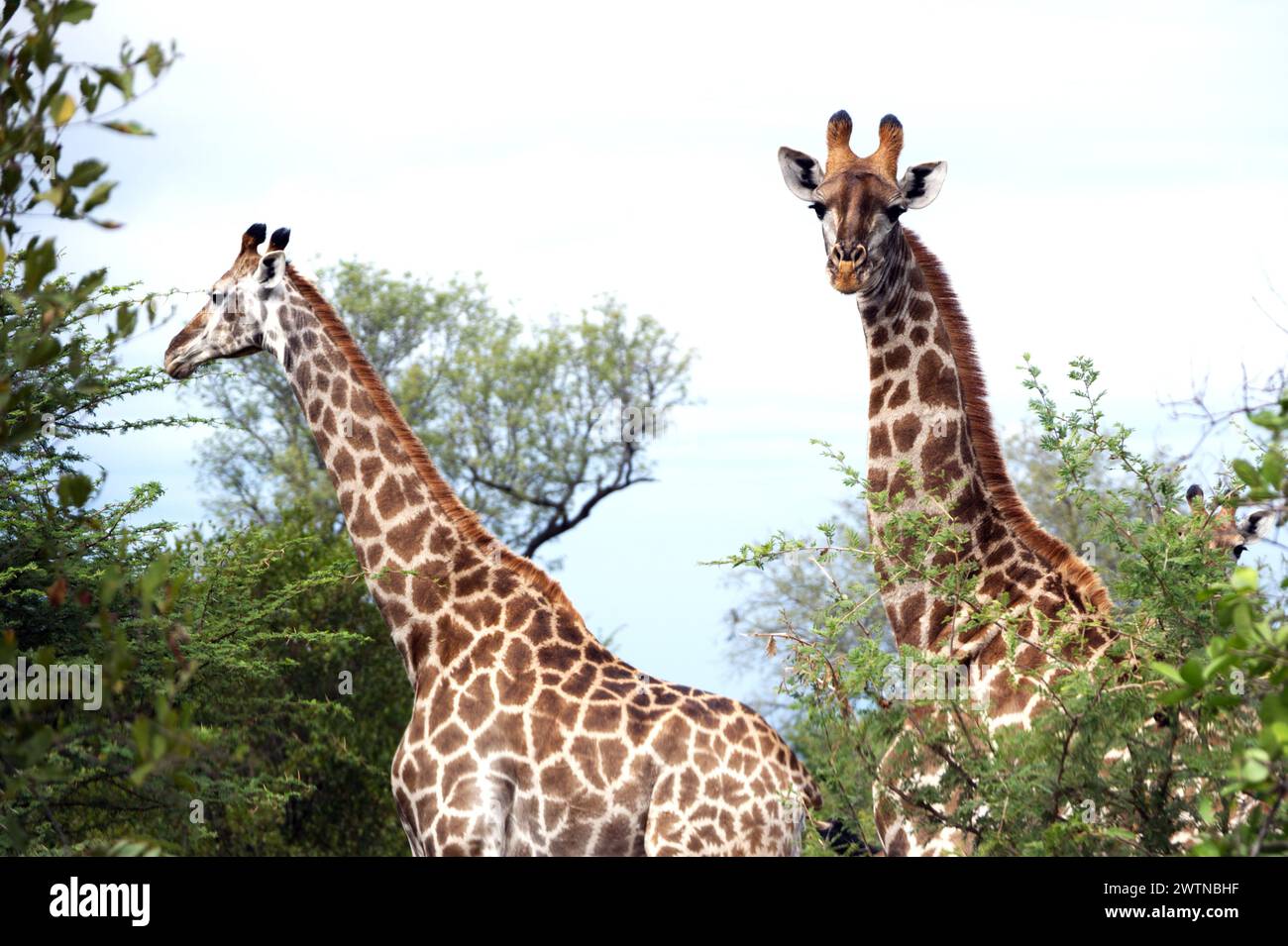 Giraffe seen while on Safari in Karongwe Game Reserve, South Africa Stock Photo