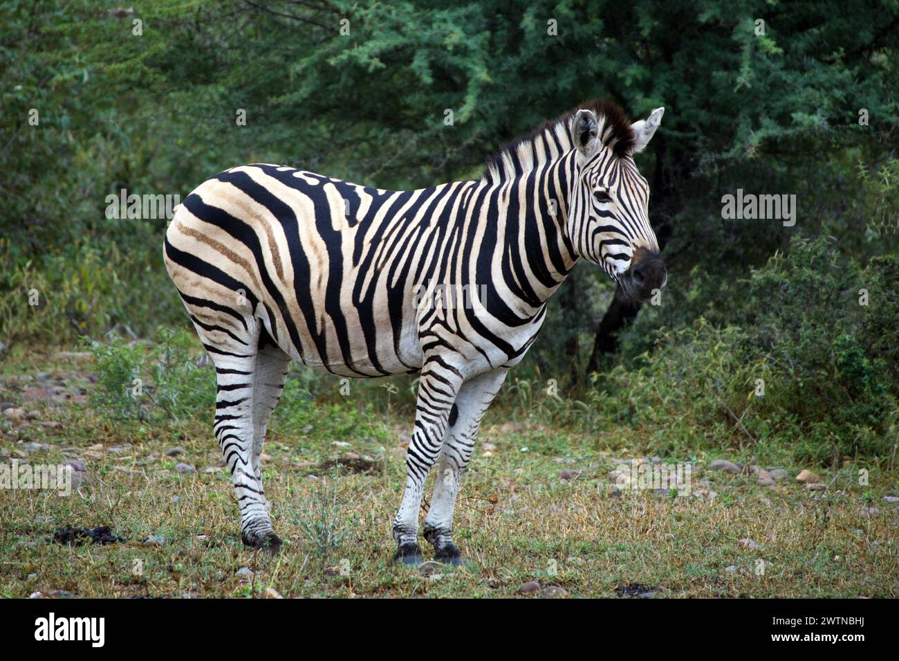 Zebra seen while on Safari in Karongwe Game Reserve, South Africa Stock Photo