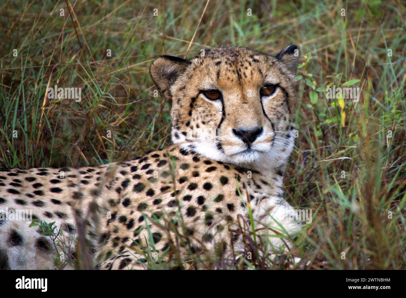 A Cheetah seen while on Safari in Karongwe Game Reserve, South Africa Stock Photo