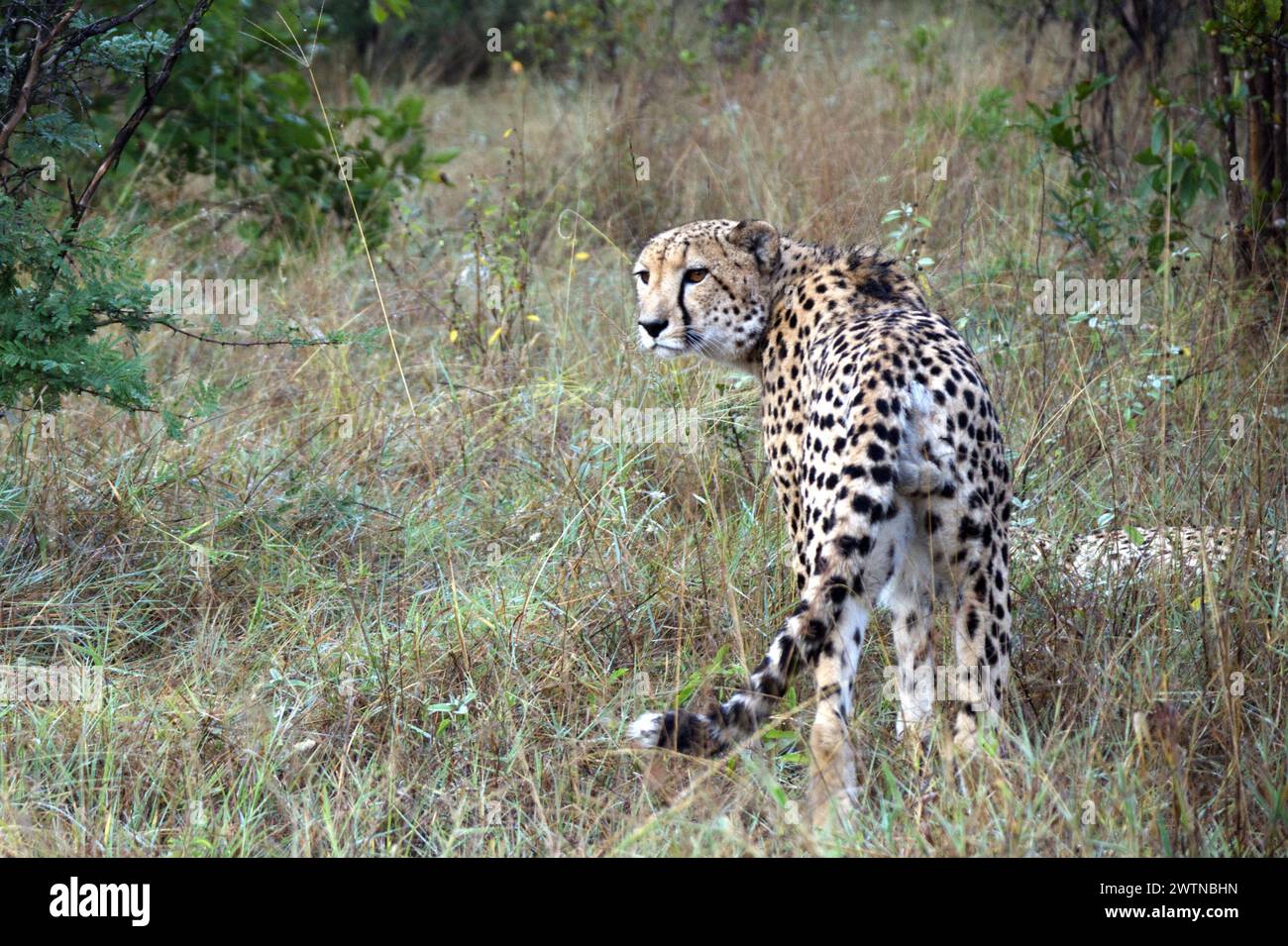 A Cheetah seen while on Safari in Karongwe Game Reserve, South Africa Stock Photo