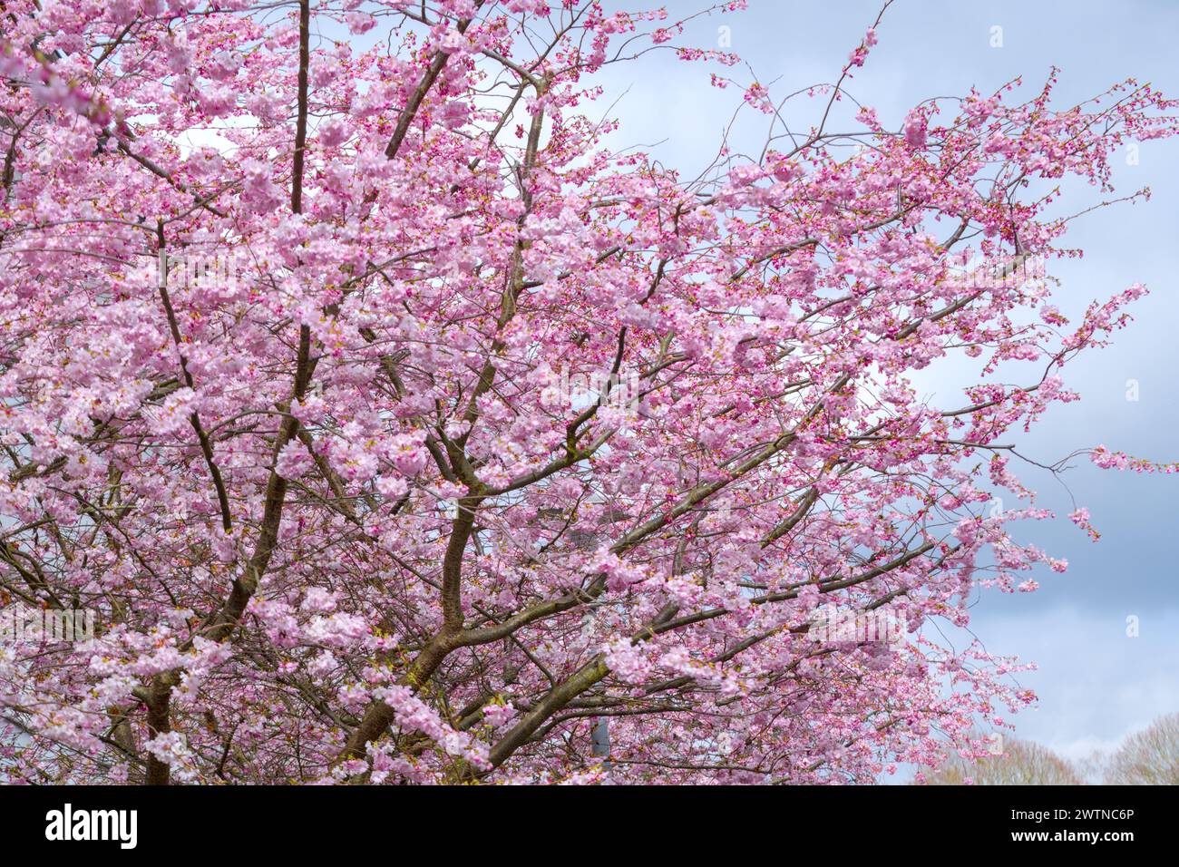 cherry blossom in spring time with blue sky and cloud background Stock ...