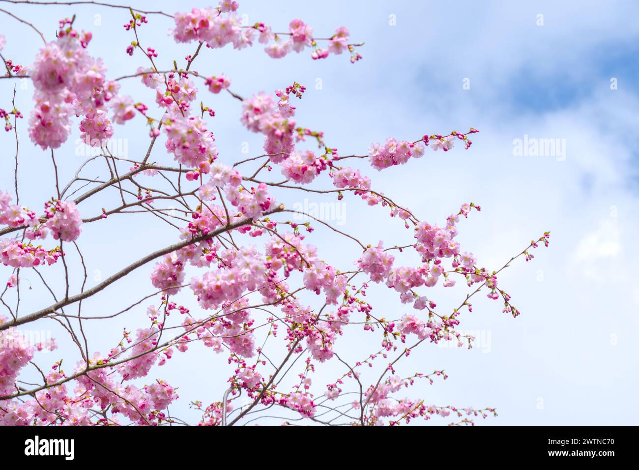 cherry blossom in spring time with blue sky and cloud background Stock Photo