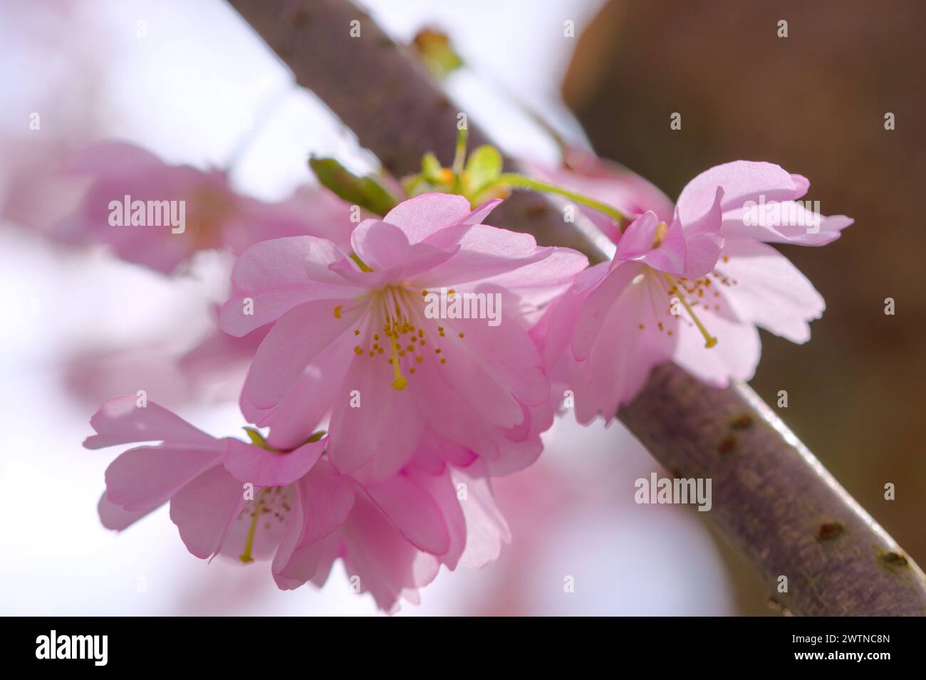 cherry blossom in spring, close up of pink sakura flowers Stock Photo ...