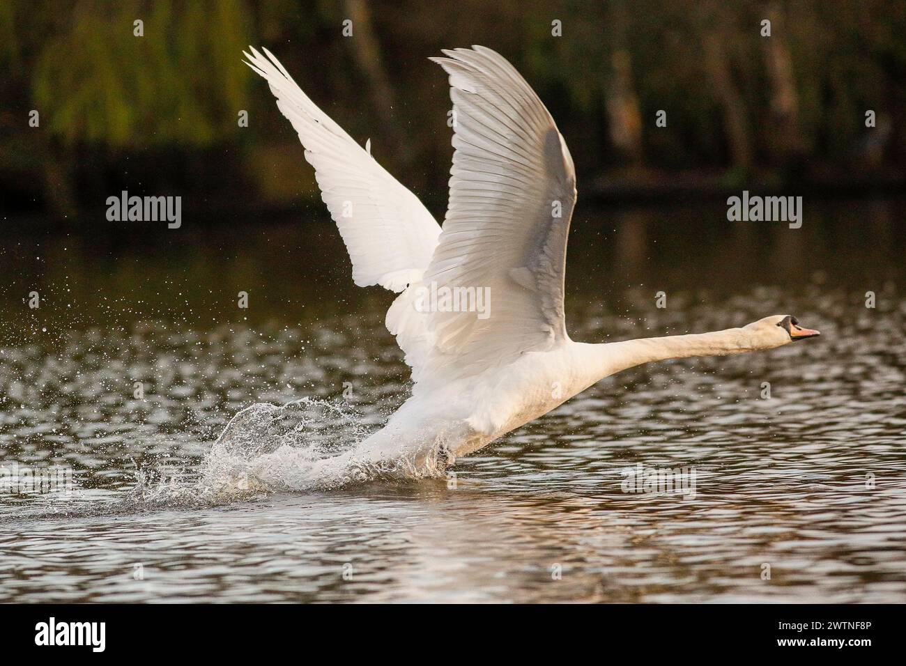 Brittens Pond, Worplesdon. 18th March 2024. Sunny intervals across the Home Counties today. A mute swan (cygnus olor) in flight at Brittens Pond in Worpleson, near Guildford, in Surrey. Credit: james jagger/Alamy Live News Stock Photo