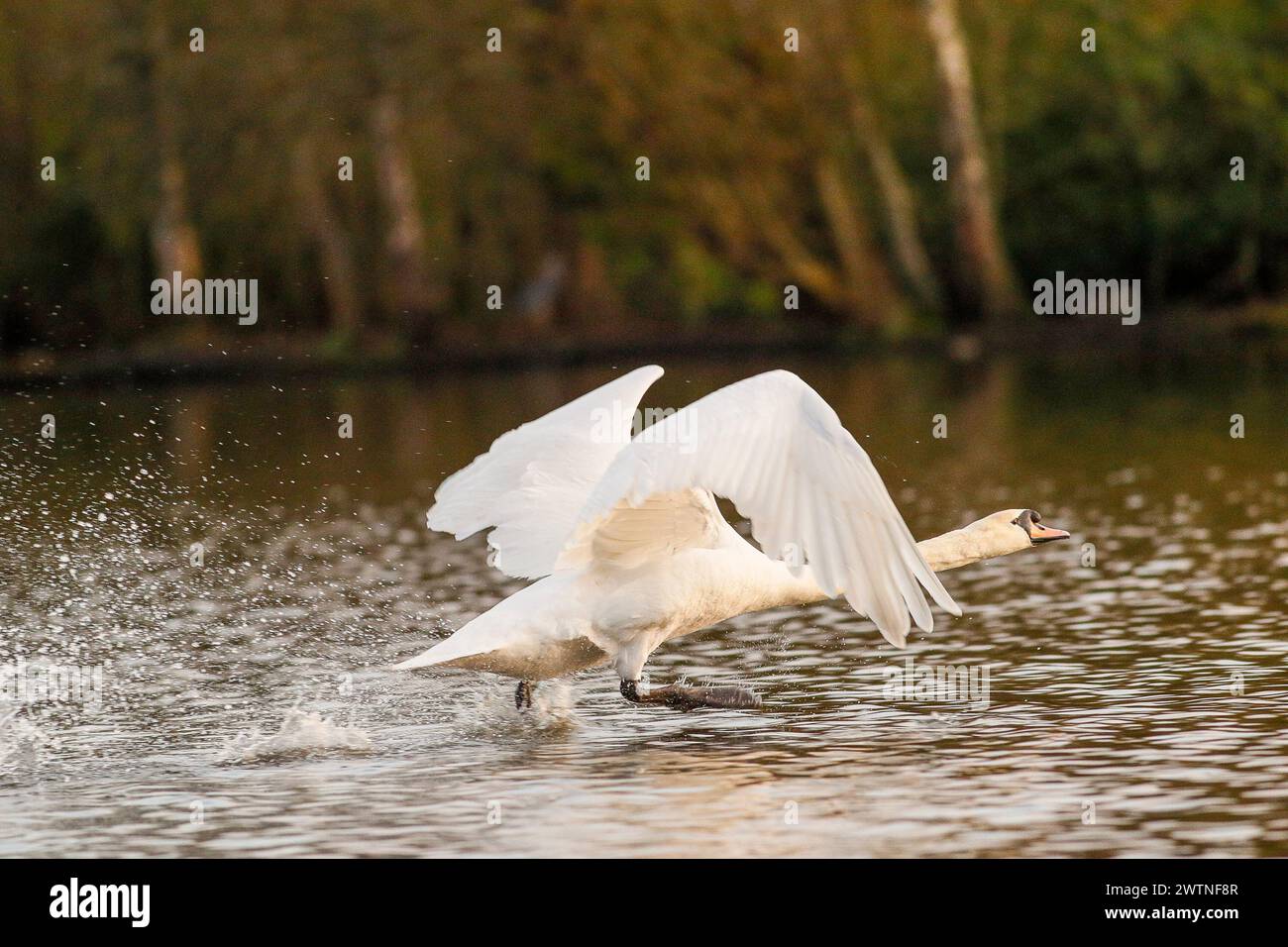 Brittens Pond, Worplesdon. 18th March 2024. Sunny intervals across the Home Counties today. A mute swan (cygnus olor) in flight at Brittens Pond in Worpleson, near Guildford, in Surrey. Credit: james jagger/Alamy Live News Stock Photo