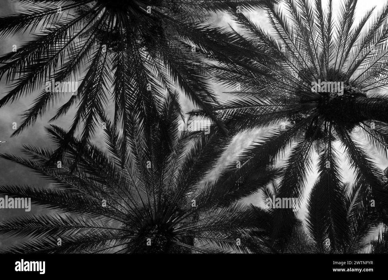 Round Palm Trees Sky Hawaii Beach Summer Backdrop