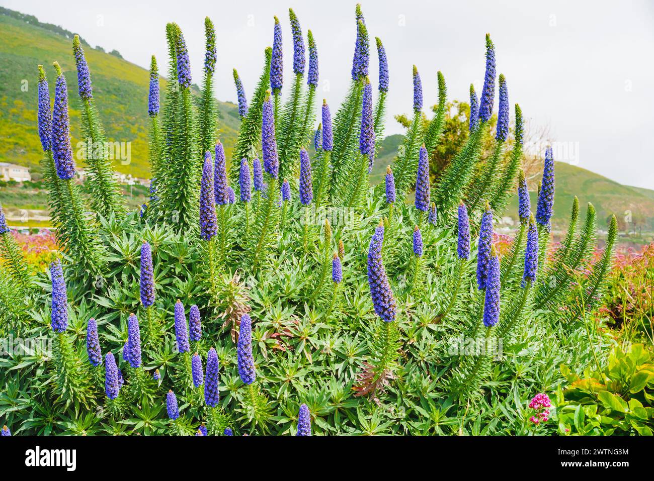 Pride of Madeira ( Echium candicans ), a magnificent conical blue flower spikes. Giant bush in full bloom close-up on the beach in sunny day in Califo Stock Photo