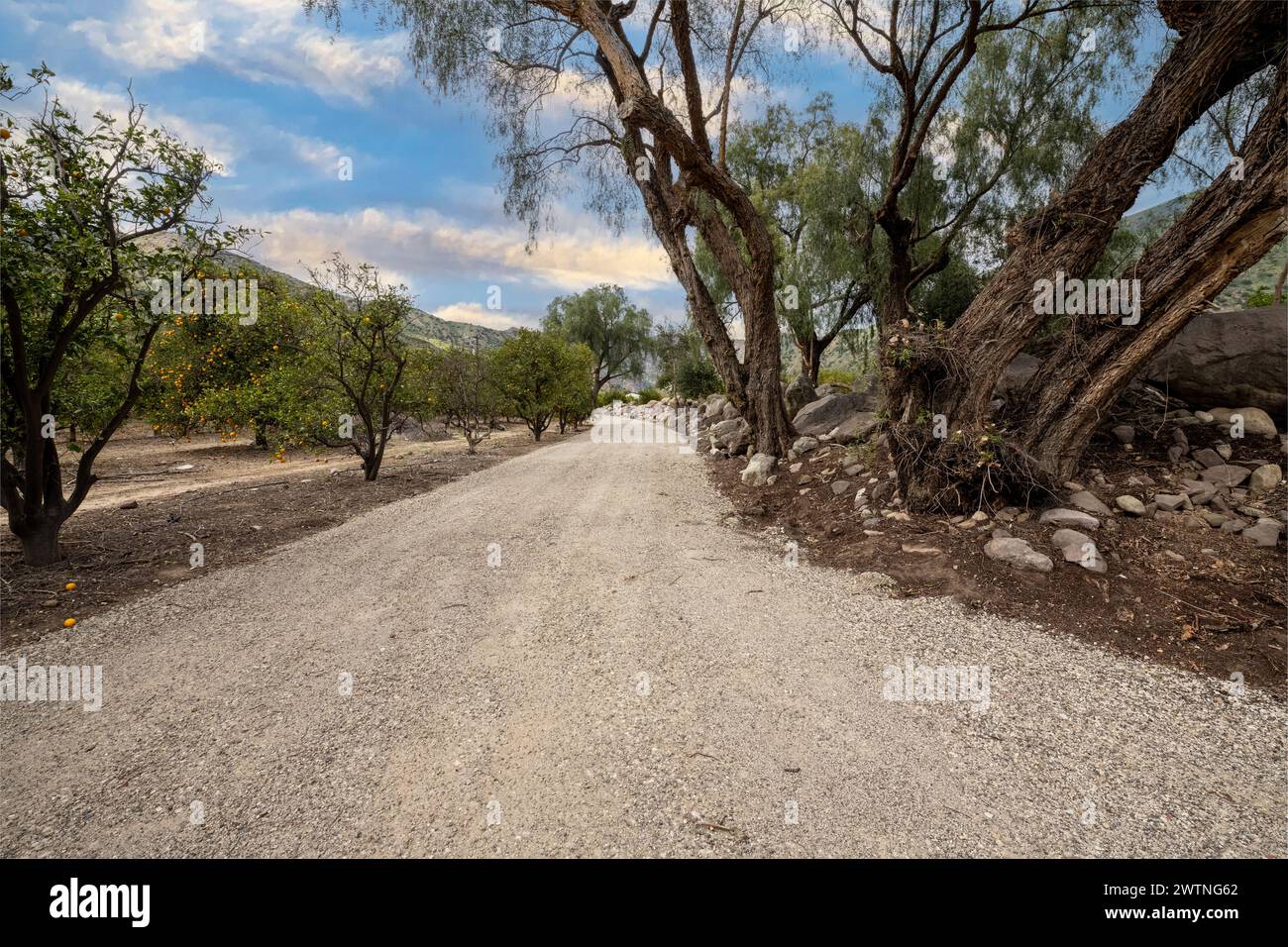 Farm road leads between orange orchard trees and a levy made of large river rock and willow trees. Stock Photo