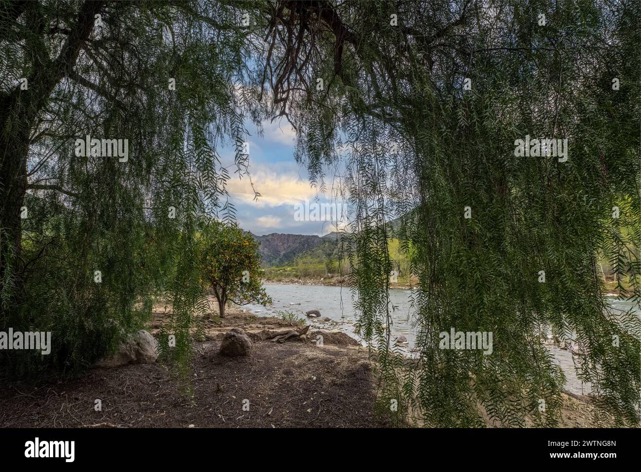 Willow tree along the bank of a flowing river arches to frame the scene of sky and hills. Stock Photo