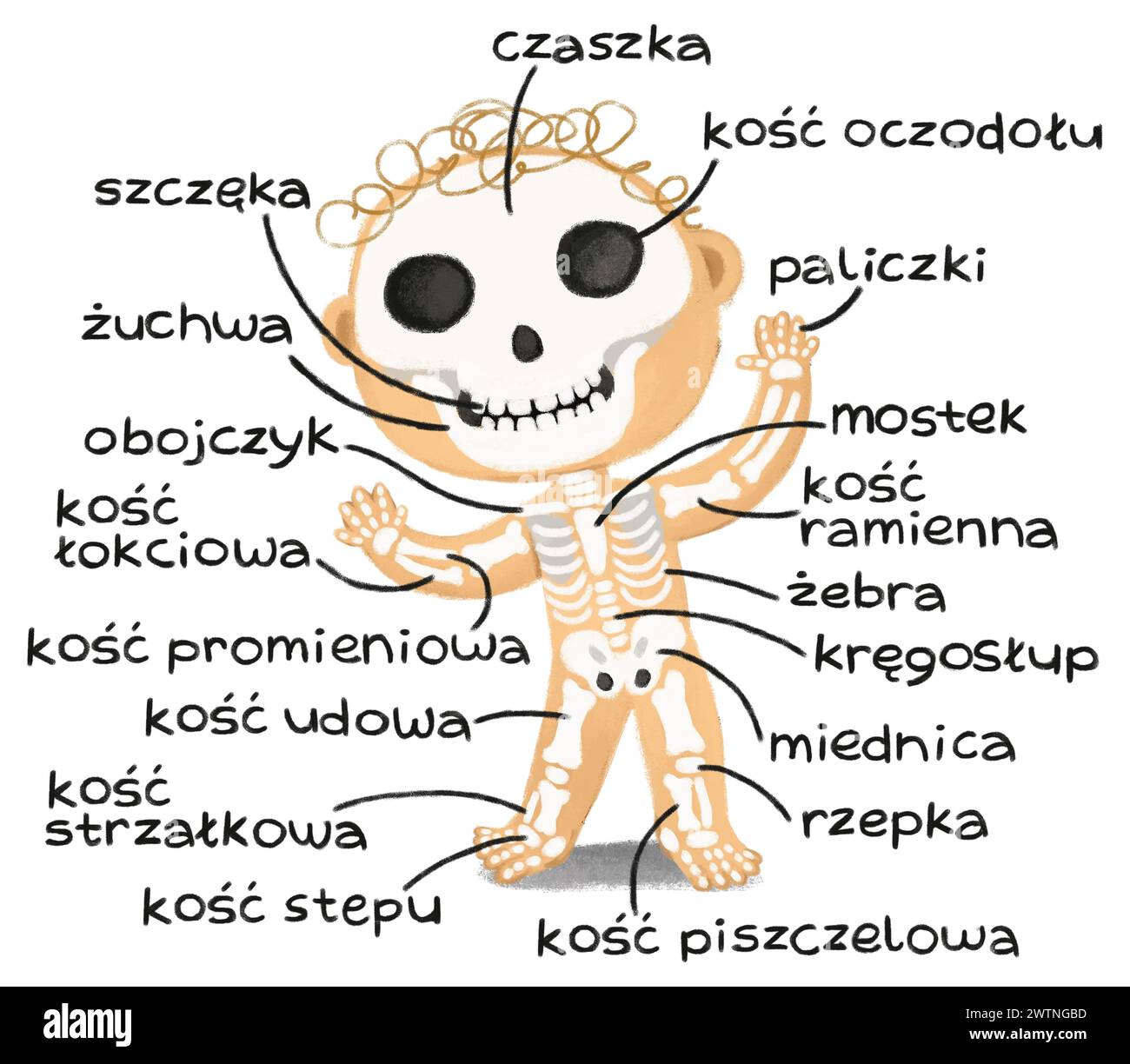 cartoon scene with young boy as anatomy model of body parts on white ...