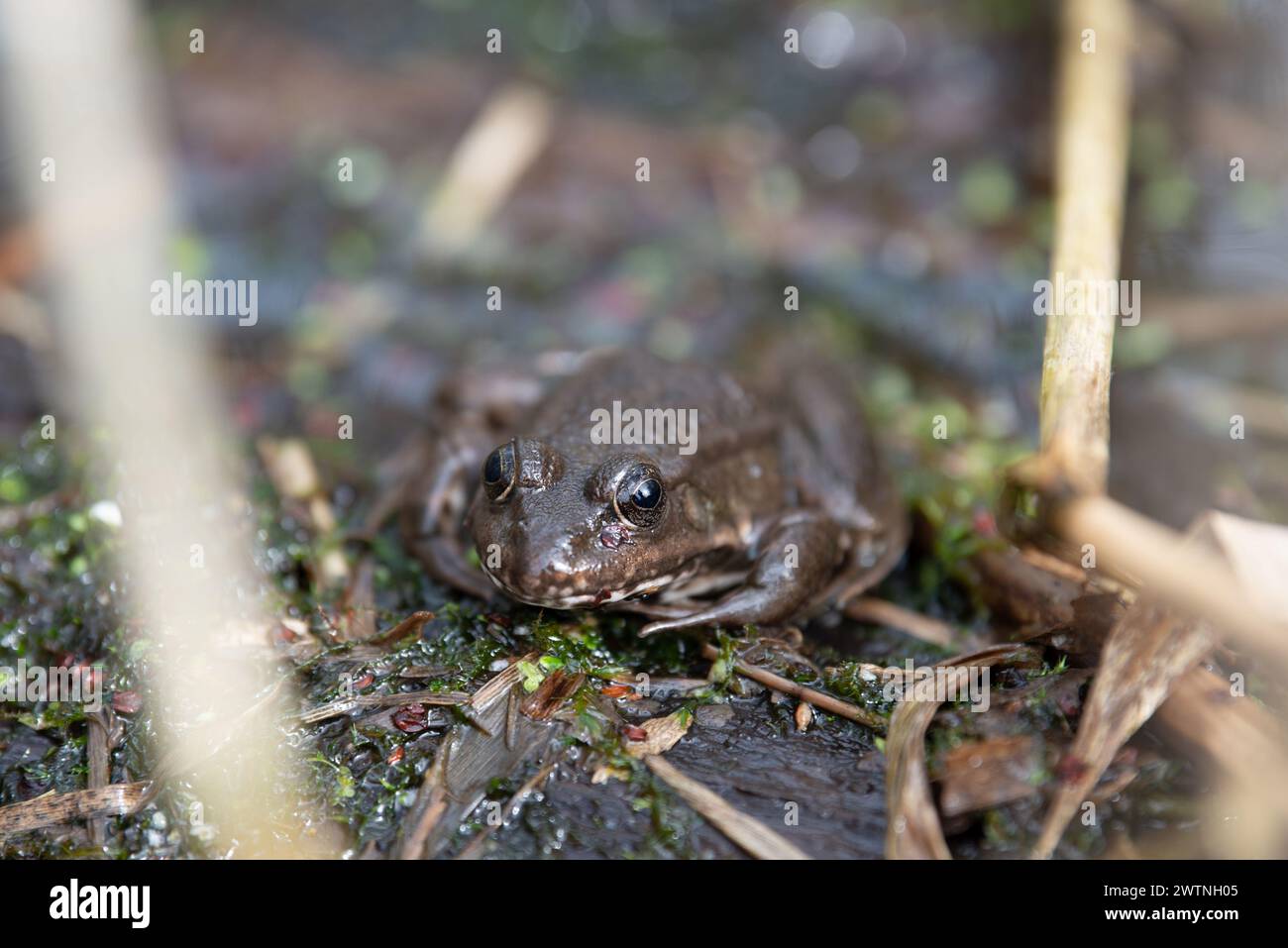 Aga toad, bufo marinus sitting on a tree log, amphibian inhabitant in ...