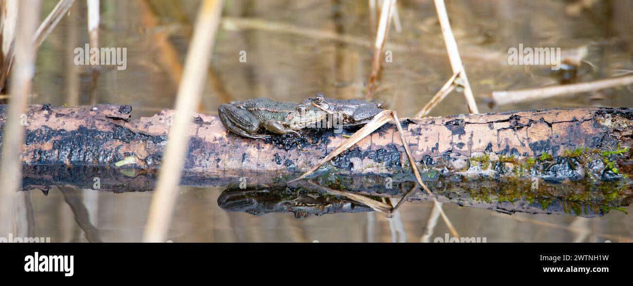 Aga toad, bufo marinus sitting on a tree log, amphibian inhabitant in wetland eco system, Haff Reimech Stock Photo