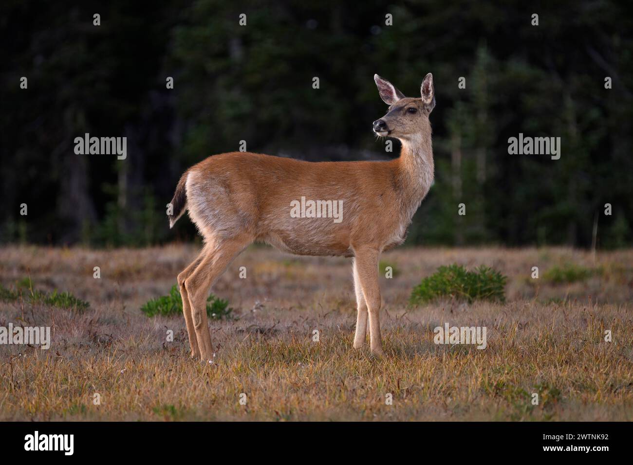 Black-tailed deer on Hurricane Ridge in Olympic National Park, Washington. Stock Photo