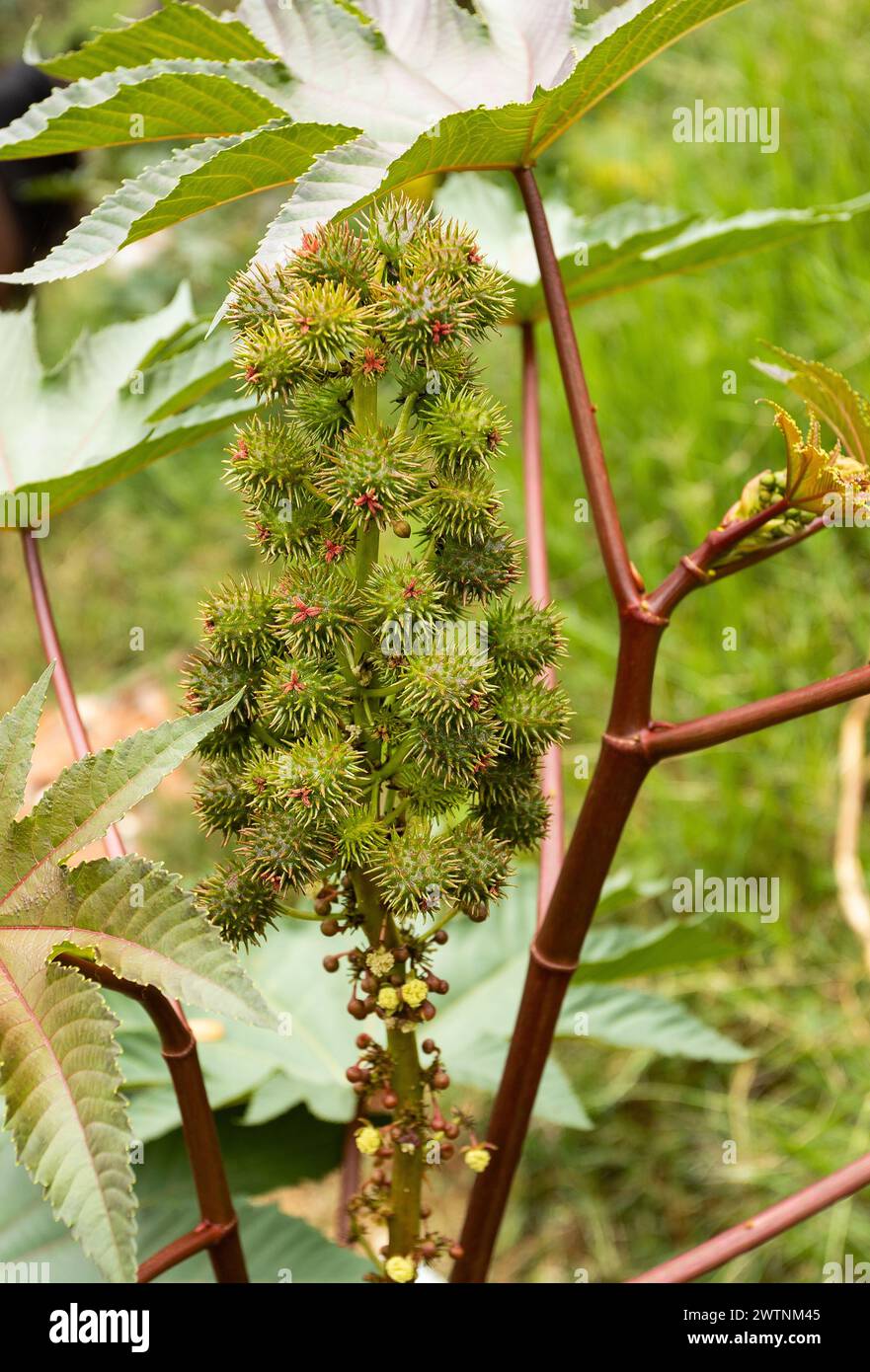 Ricinus communis herbaceous shrub with oil-rich green seeds Stock Photo