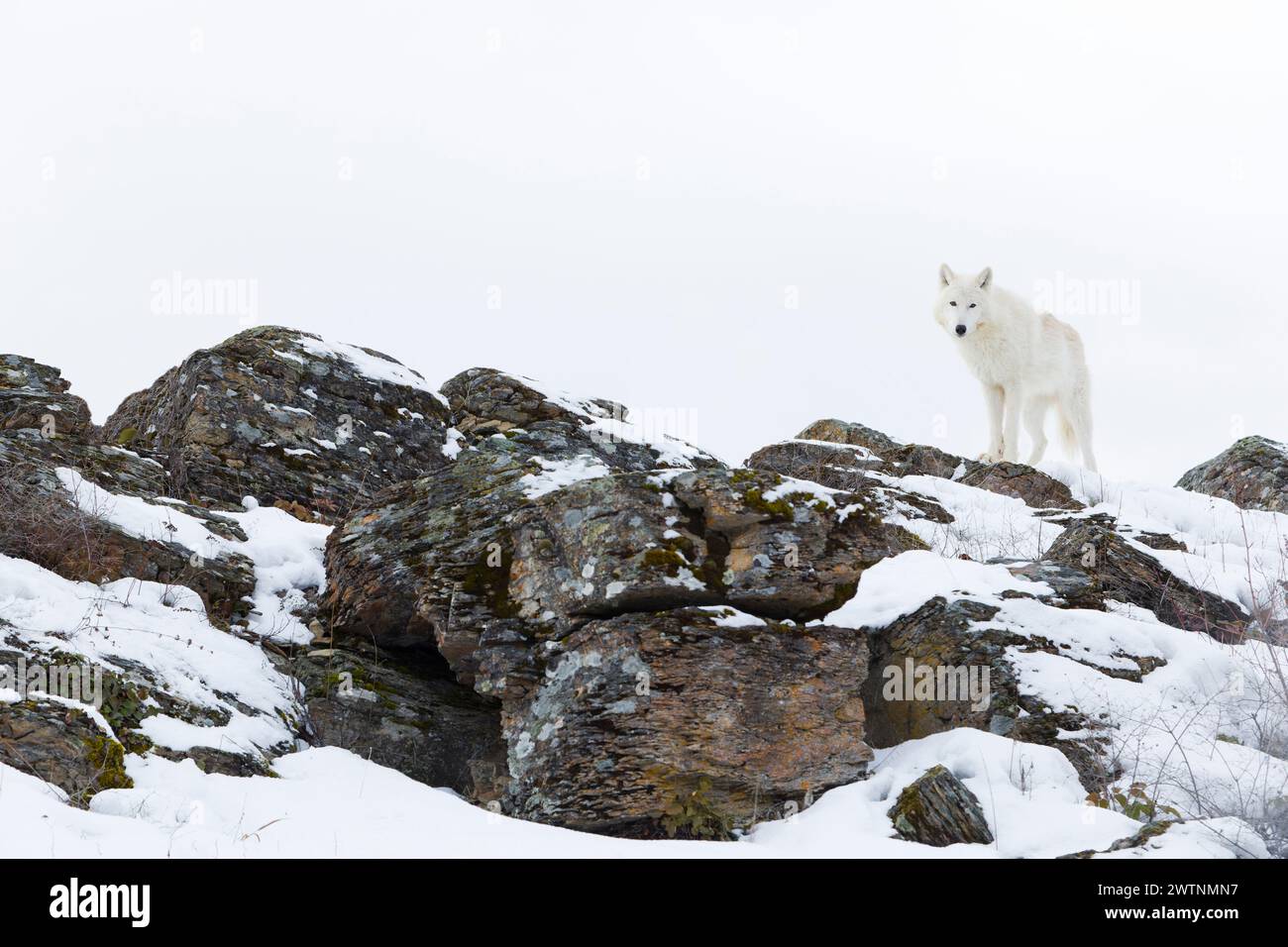 Arctic wolf Canis lupus arctos, adult standing on snow covered rocks, controlled conditions Stock Photo