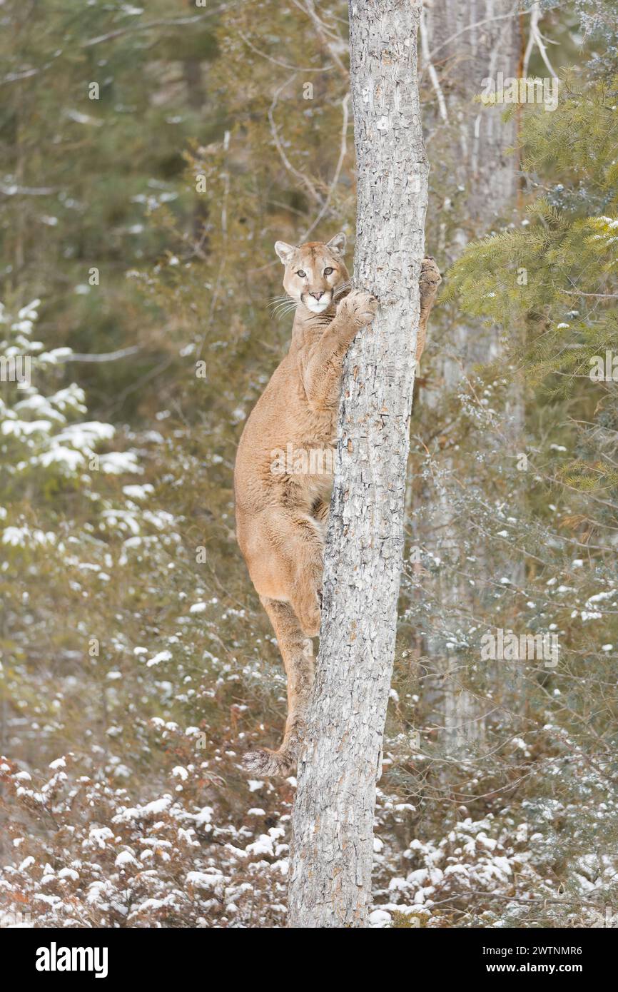 Puma Felis concolor, adult climbing tree, Montana, USA, March Stock Photo