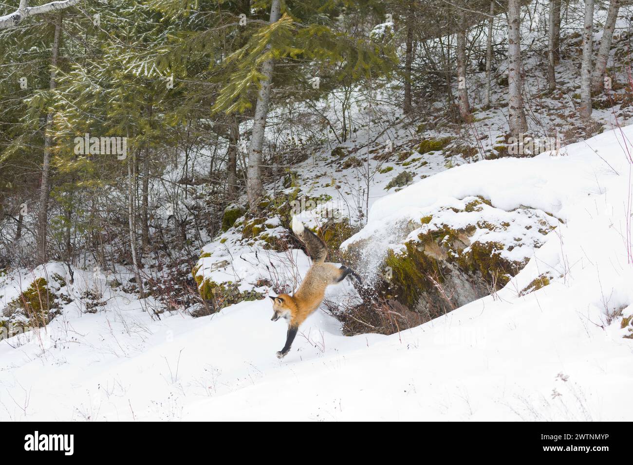 Fox Jumping Rocks Fox jumping snow hi-res stock photography and images - Alamy