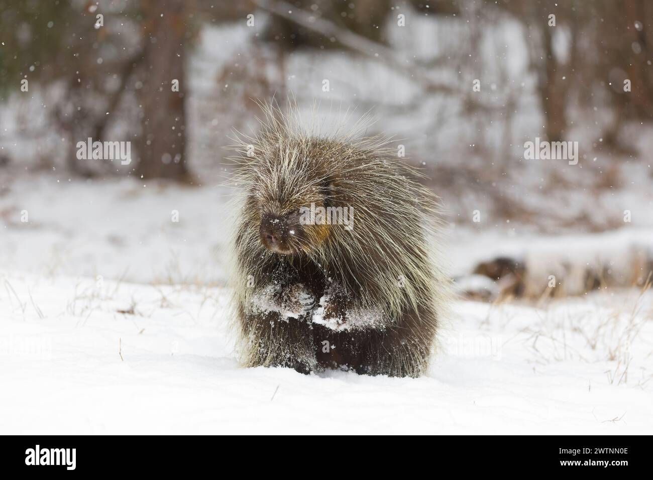 North American porcupine Erethizon dorsatum, adult male standing on snow, Montana, USA, March Stock Photo