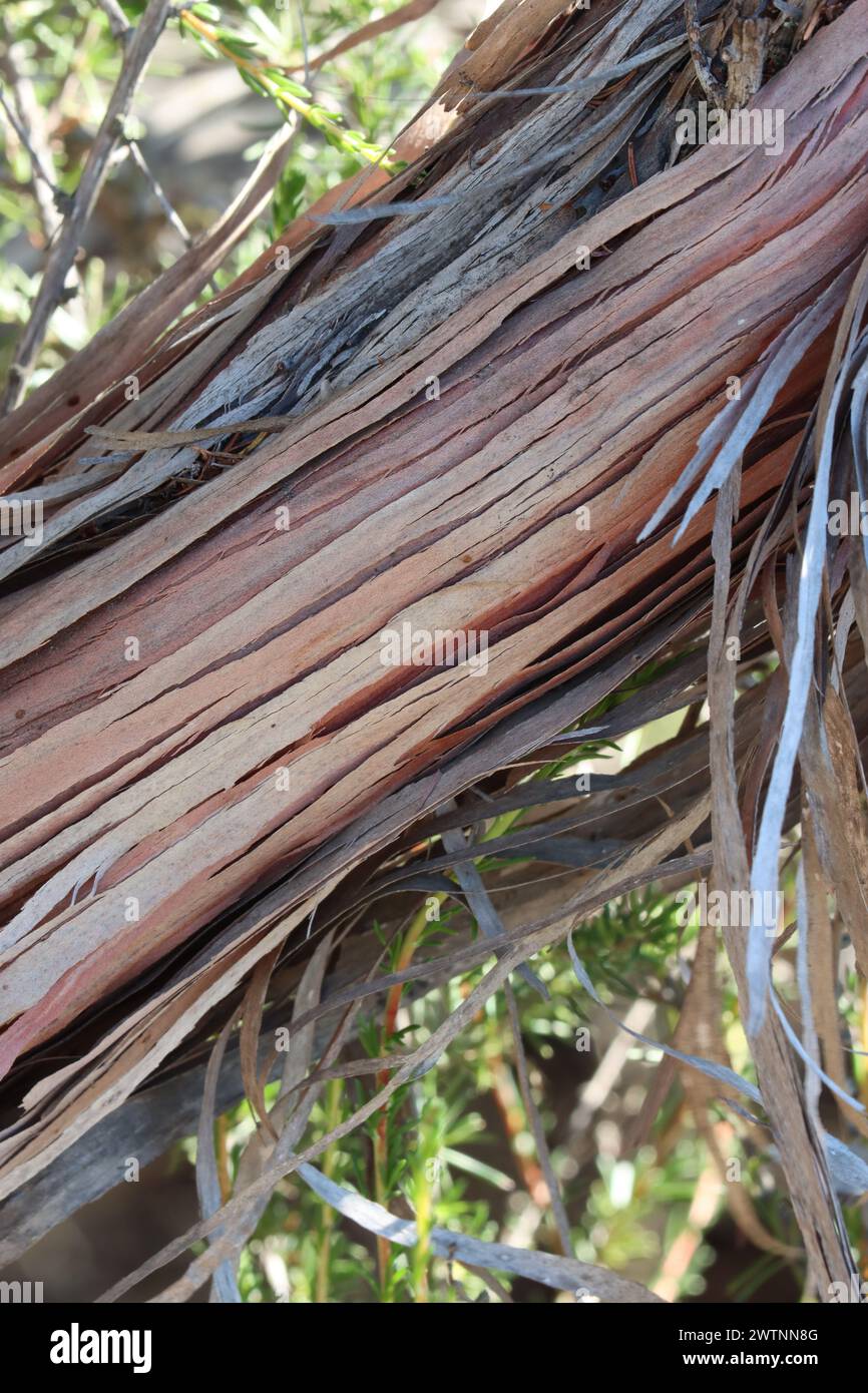 Adenostoma Fasciculatum Variety Fasciculatum, a native shrub displaying