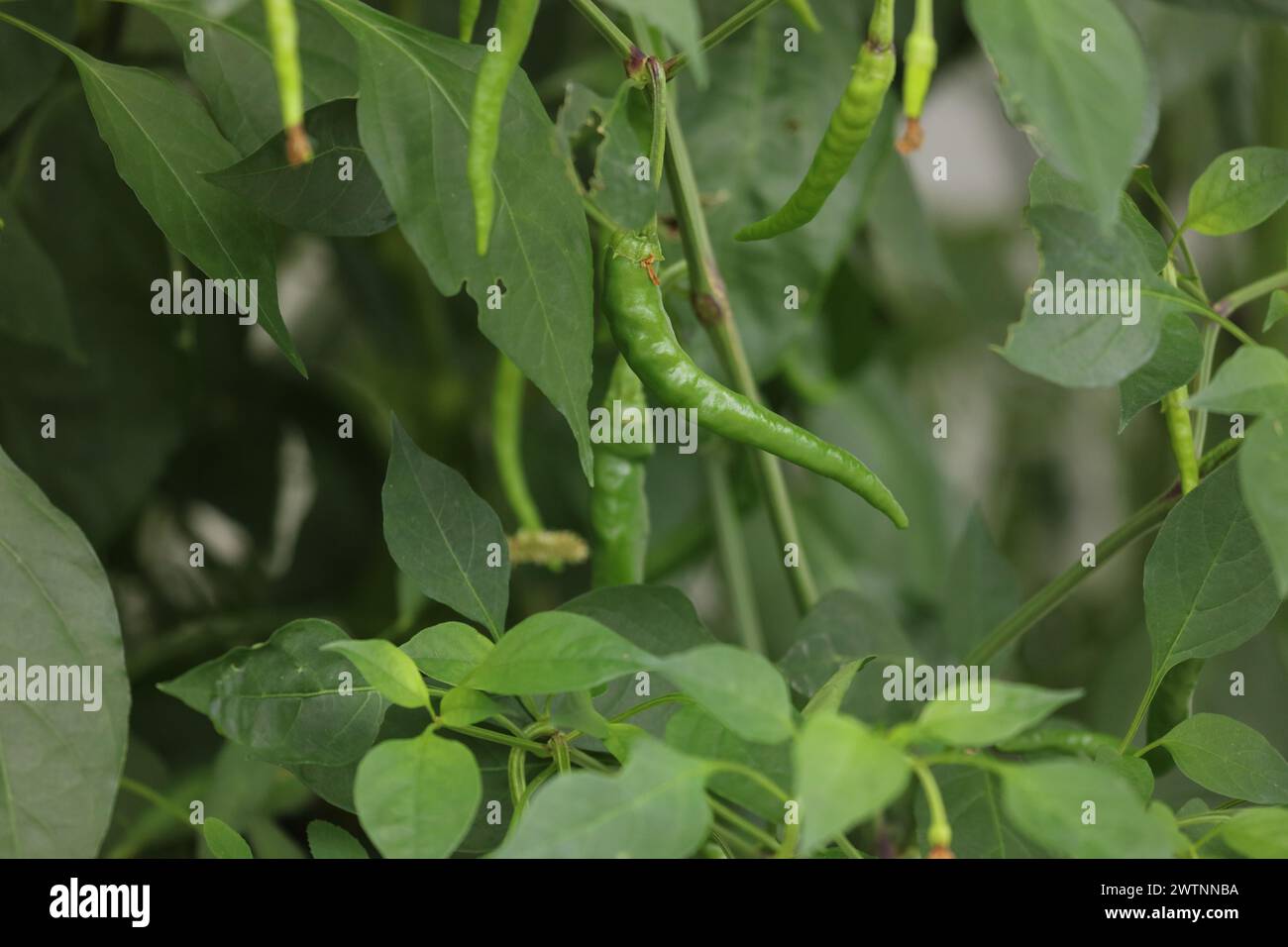 Close up of a Cayenne pepper plant filled with peppers, in varying