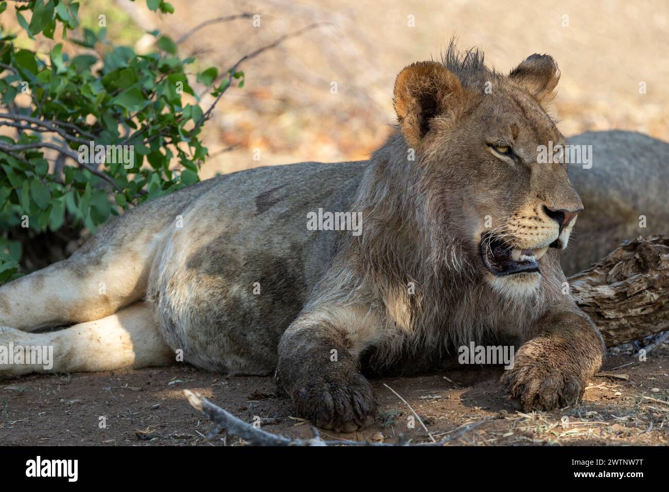 Lion with a very full belly after eating prey in Botswana, Africa Stock Photo