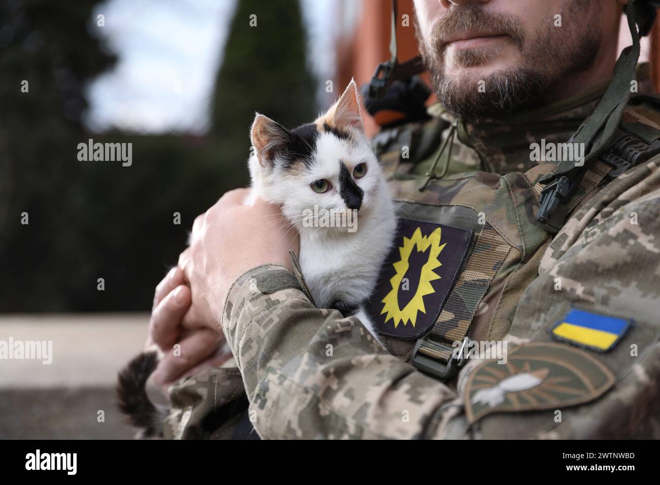 Ukrainian soldier with stray cat outdoors, closeup Stock Photo