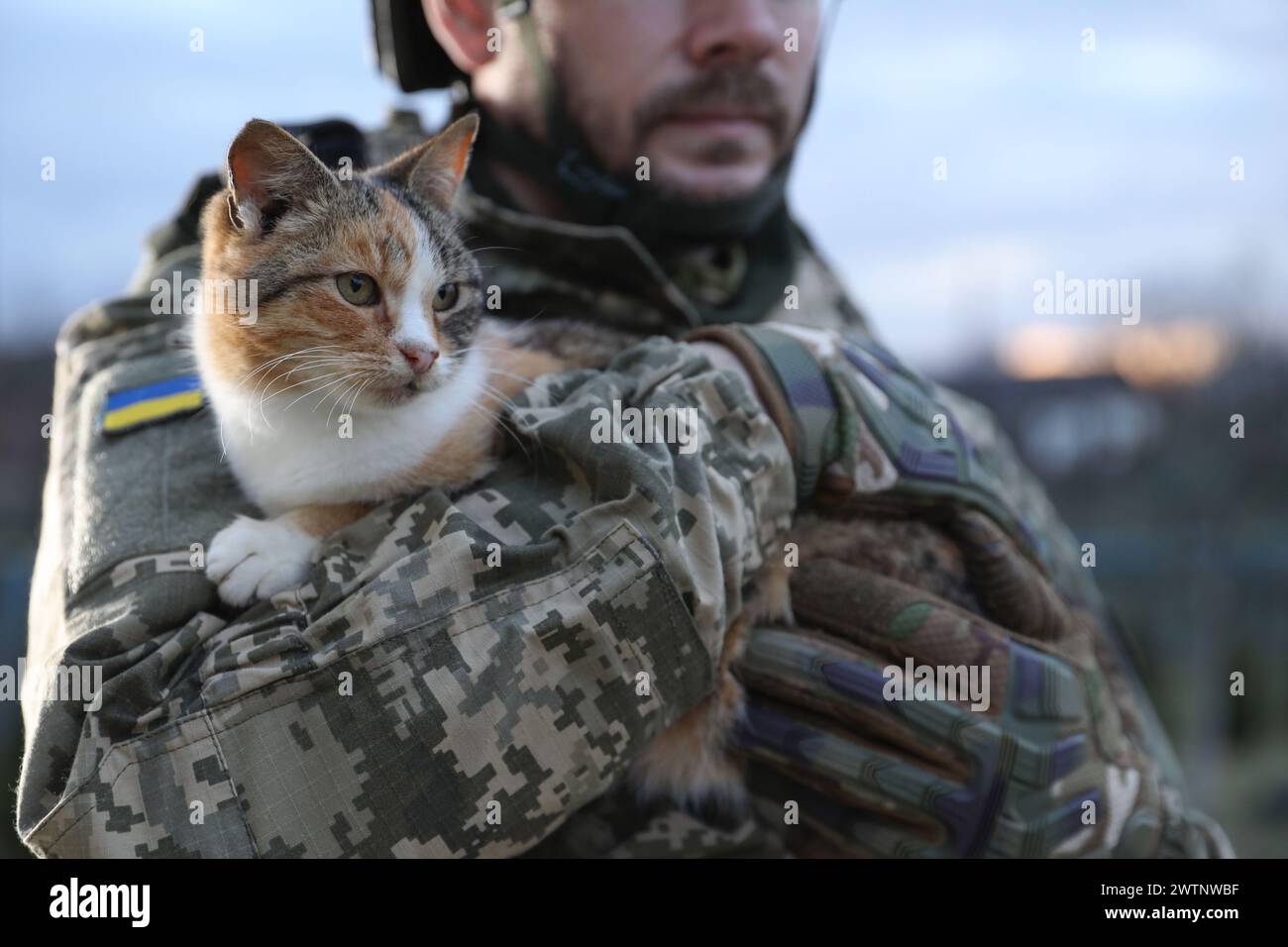 Ukrainian soldier with stray cat outdoors, closeup Stock Photo