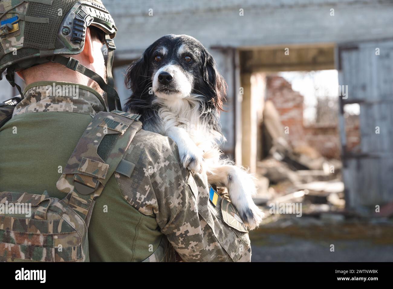 Ukrainian soldier rescuing stray dog outdoors, back view. Space for(02)