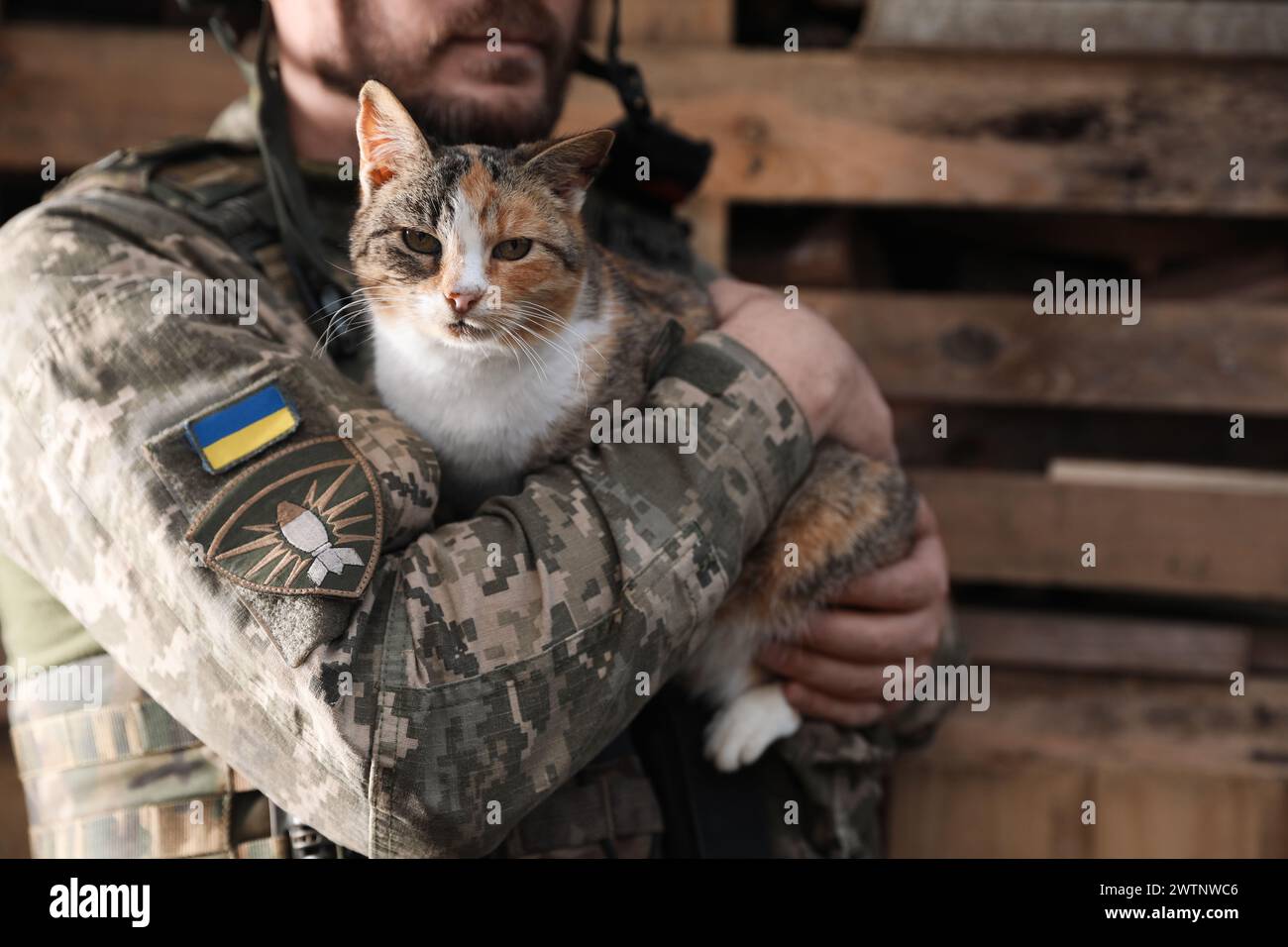 Ukrainian soldier with stray cat outdoors, closeup Stock Photo