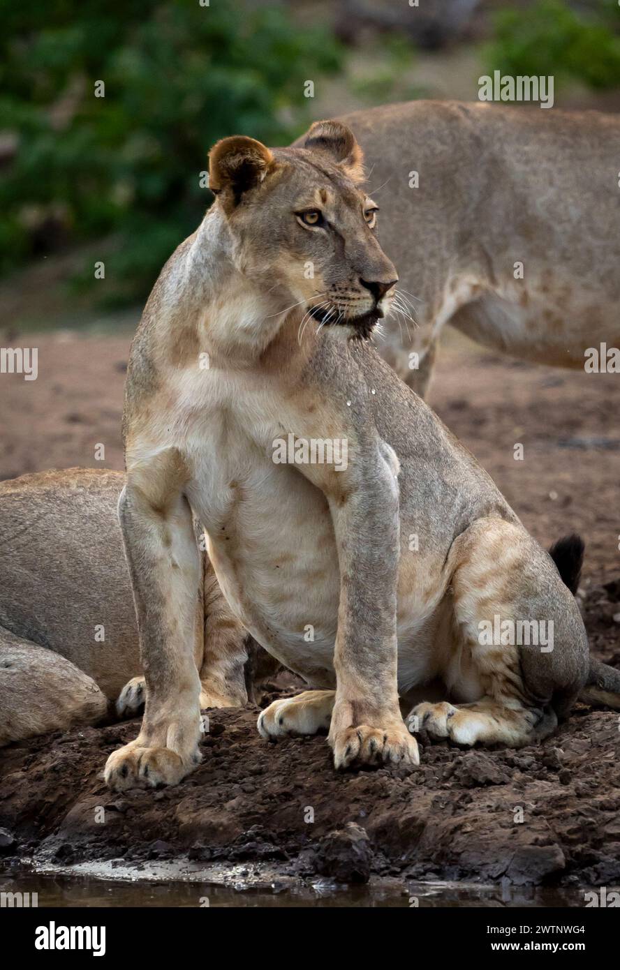 Lioness sits looking alert in Botswana, Africa Stock Photo