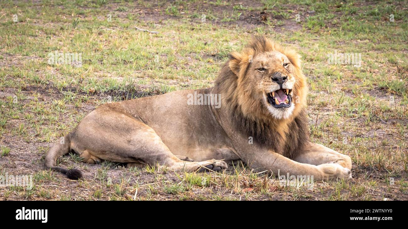 Single lion on safari in Botswana, Africa Stock Photo
