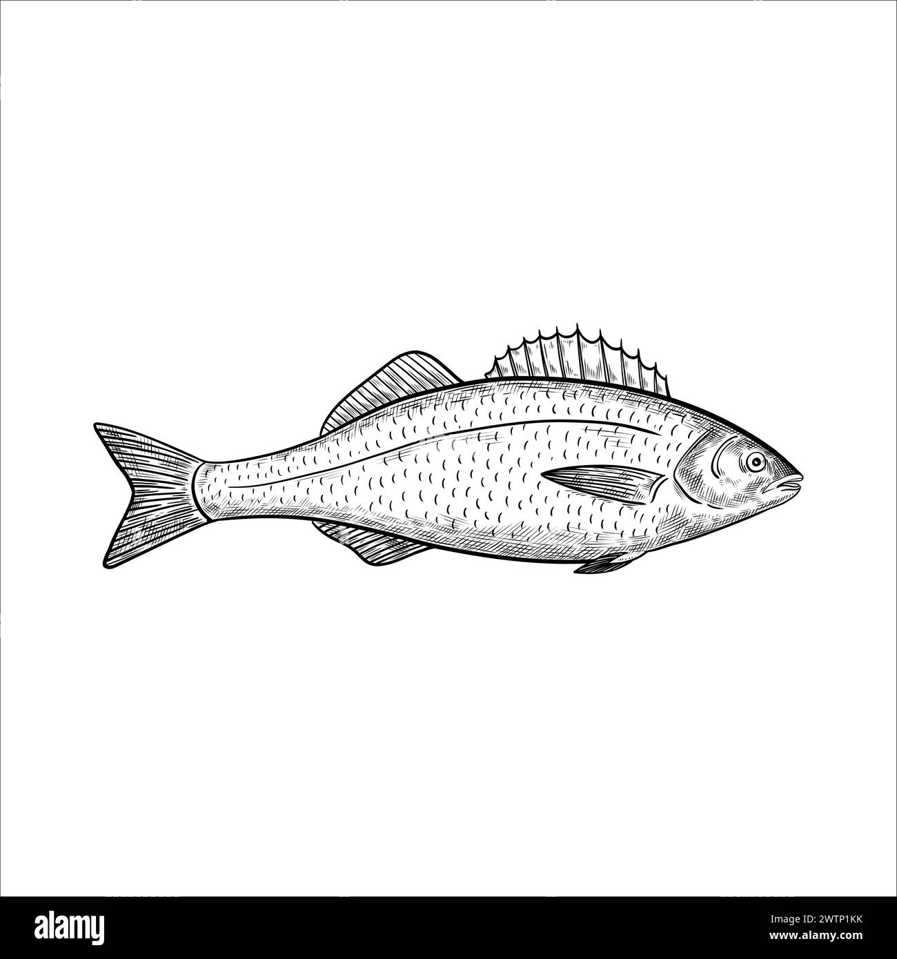 Sea bass fish. Isolated design element. Vector illustration in black