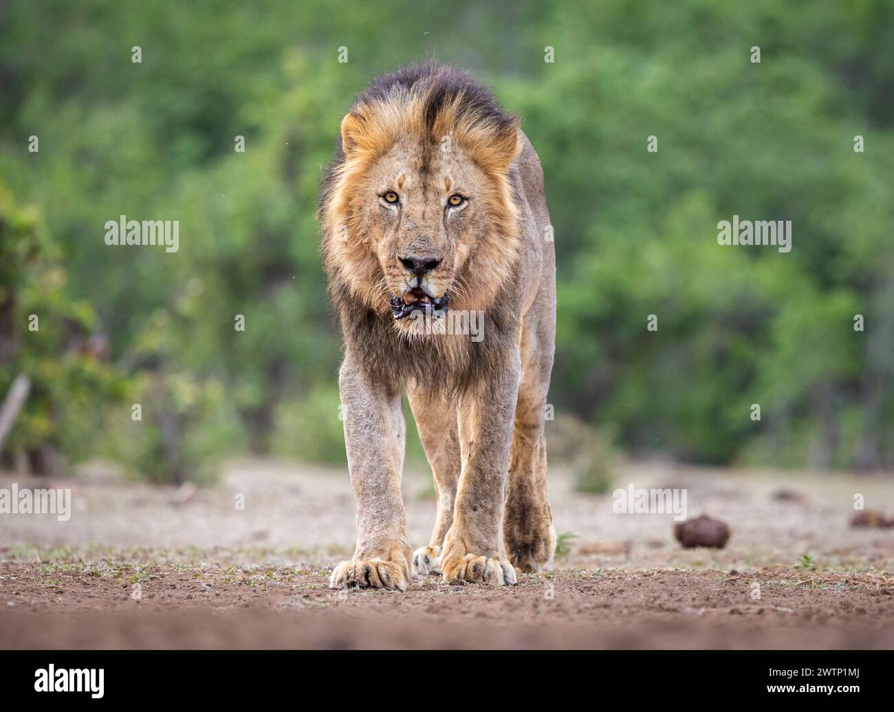 Male lion approaches looking directly at the camera Stock Photo