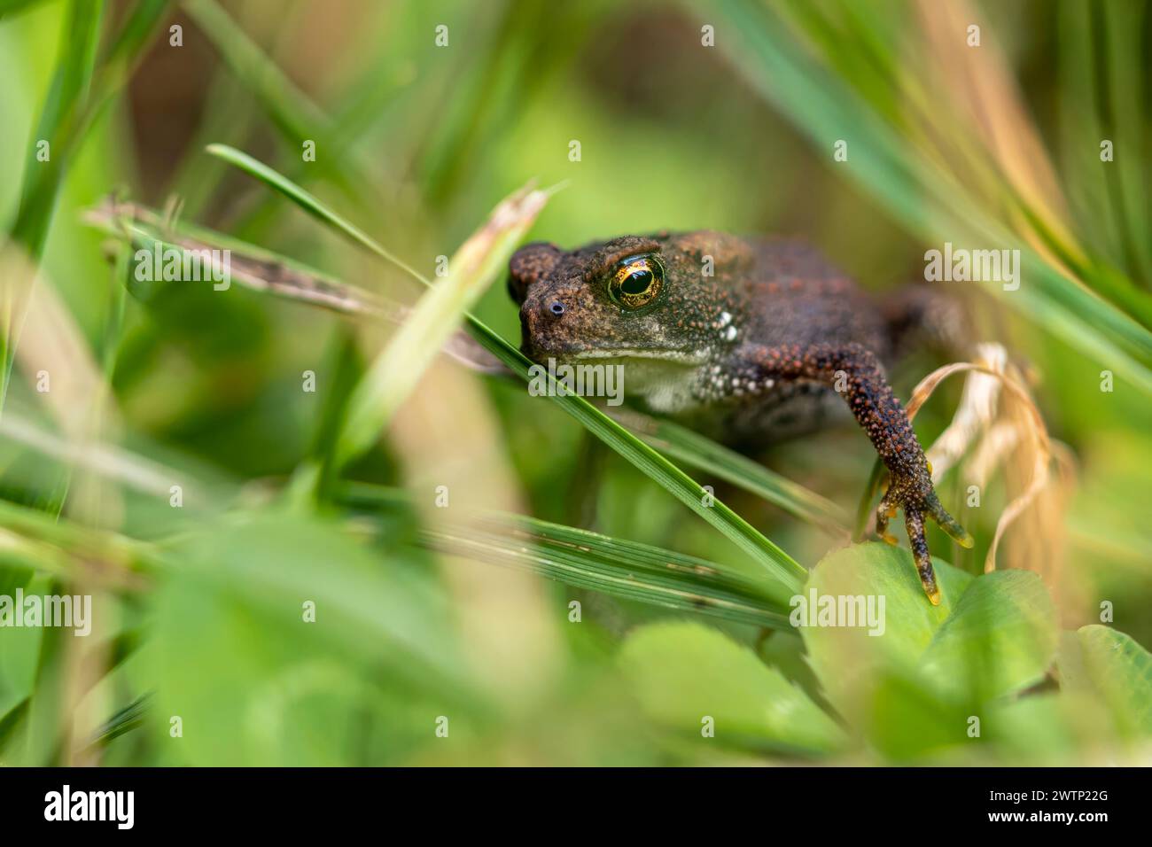 A small juvenile toad with large glassy eyes rests among the blades of grass in a summery field. Stock Photo