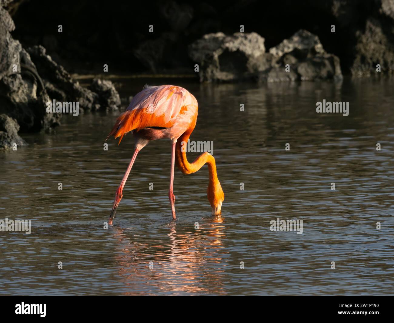 Flamingo on Rabida Island, Galapagos, Ecuador Stock Photo